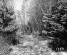 Hitchcock Property, Birch and Conifer Trees
