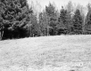 Hitchcock Property, Meadow with Fence
