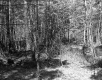 Hitchcock Property North View Deciduous Trees