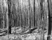 Hitchcock Property, Trees
