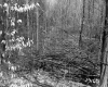Hitchcock Property Northeast View Trees