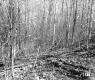 Hitchcock Property North View Deciduous Trees with Fallen Trees