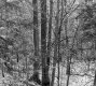 Hitchcock Property, Trees