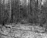 Hitchcock Property West View Birch Trees Left