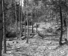 Hitchcock Property Northwest View Path with Trees