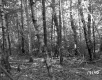 Hitchcock Property Northwest View Birch Trees