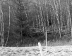 Hitchcock Property, Birch Trees with Wooden Poles