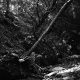 Weigel Property, Washout in Forest