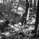 Weigel Property, Forest View