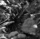 Weigel Property, Washout in Forest