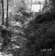 Weigel Property, View through Trees