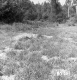 Weigel Property, Field and Trees