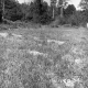 Weigel Property, Field and Trees