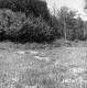 Weigel Property, Field and Trees