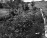 Alexander Property, Shrubs and Trees along Highway