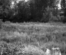 Alexander Property, Field and Trees