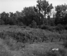 Alexander Property, Shrubs and Trees