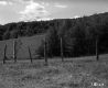 Annis Property, Field and Forest