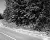 Hanson Property, Forest along Highway