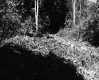 Hanson Property, Forest View