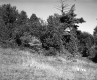 Hanson Property, Field and Forest