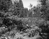 Hanson Property, Forest View