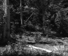 Hanson Property, Forest View