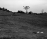 Vezina Property, Farm Fields