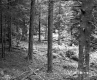 Vezina Property, Forest View