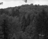 Vezina Property, Forest View