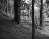 Vezina Property, Forest View