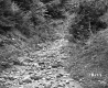 Vezina Property, Creek Bed in Forest
