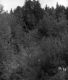 Vezina Property, Forest View