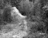 Vezina Property, Creek Bed in Forest