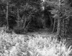 Vezina Property, Forest View