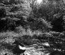 Simons Property, Forest View