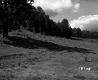 Foss and Kinsey Property, Pasture and Trees