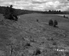 Foss and Kinsey Property, Rolling Pasture
