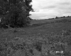 Eastman Property, Farm Fields