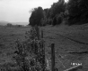 Hanson Property, Field and Forest