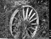 Hanson Farm, Wagon Wheel