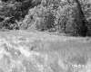 Field Near Route 12