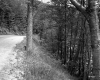 Forest and Route 100