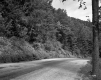 Forest Area and Route 100