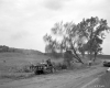 Felling Trees