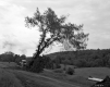 Felling Trees Next to Dirt Road