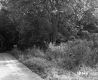 Viens Property, Trees along Rural Road