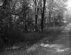 Viens Property, Trees along Rural Road