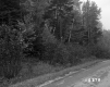 De Neergaard Property, Cluster of Trees along Highway