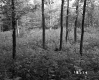 De Neergaard Property, Forest View